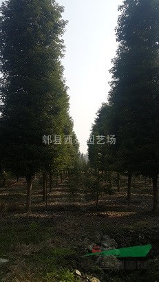 供應(yīng)移栽3-4年的12-15公分小葉楨楠