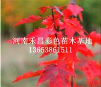 銅陵美國紅楓求購|張掖美國紅楓特征|畢節(jié)美國紅楓紅點(diǎn)