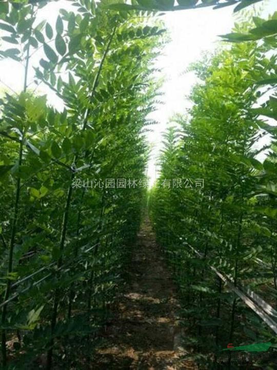 山東梁山千畝苗木基地大量供應速生國槐1-3公分