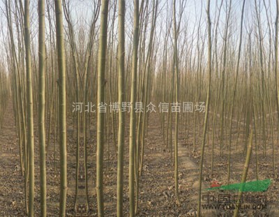 供應(yīng)旱柳-求購旱柳-旱柳價(jià)格-旱柳報(bào)價(jià)-河北旱柳低價(jià)供應(yīng)