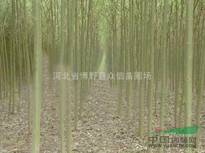 供應(yīng)旱柳-求購旱柳-旱柳價(jià)格-旱柳報(bào)價(jià)-河北旱柳低價(jià)供應(yīng)