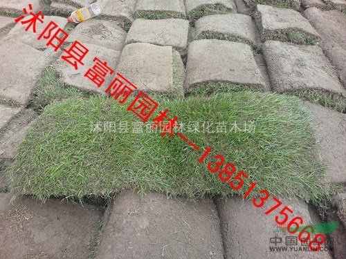 四季青草坪 高檔冷季草坪 馬尼拉 百慕大 天堂草 黑麥草  