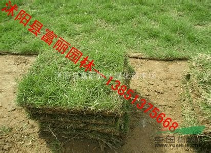 四季青草坪 高檔冷季草坪 馬尼拉 百慕大 天堂草 黑麥草  