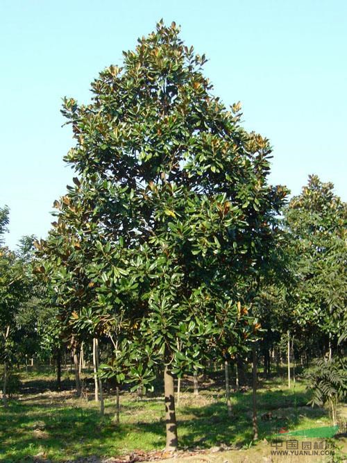 南京地區(qū)供應(yīng)雪松、香樟、桂花、龍柏等規(guī)格全