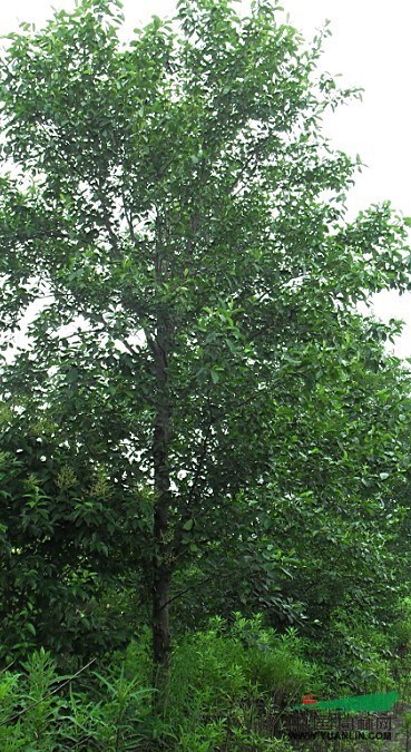 浙江地区供应桤木10-12