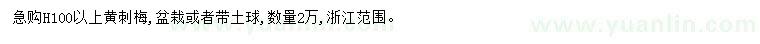 求購高100公分以上黃刺梅