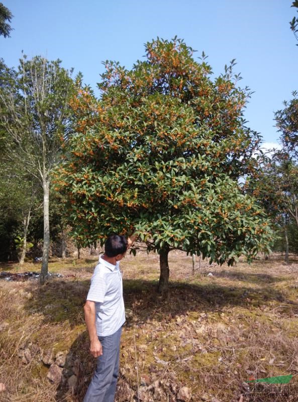 浙江桂花5最新报价/桂花5图片