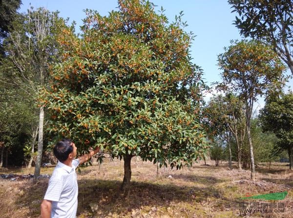 桂花6供应/桂花6图片