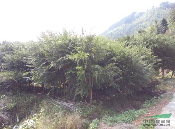 青楓最新價格/青楓報價