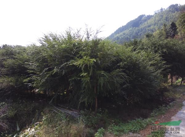紅豆杉