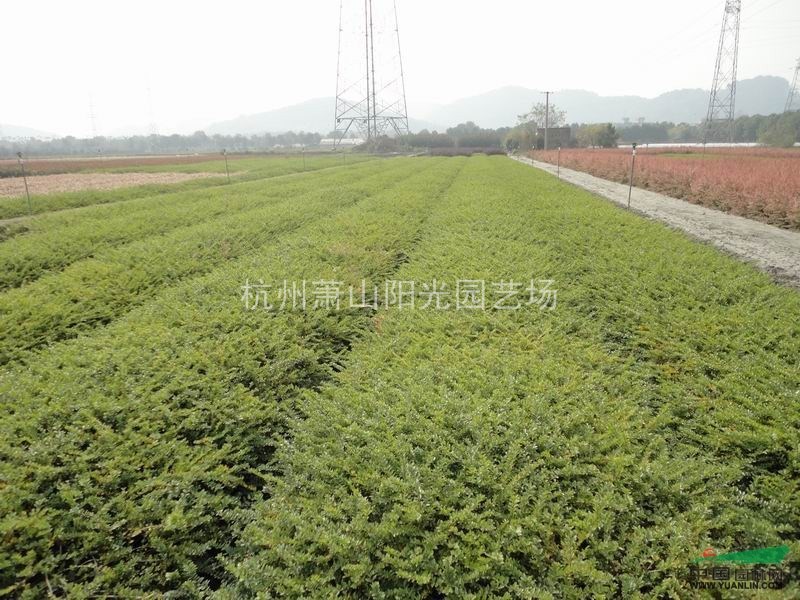 供應亮綠忍冬小杯苗 及大杯毛球