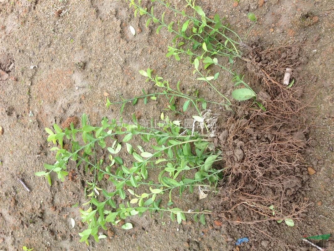 供應小葉扶芳藤色塊苗