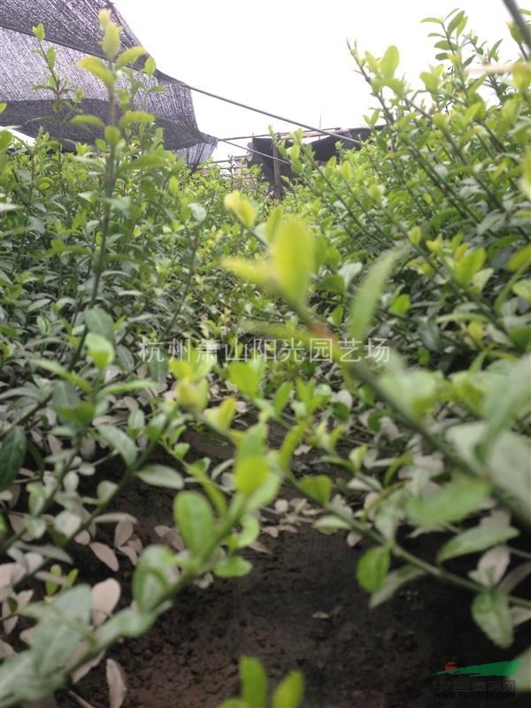 供應小葉扶芳藤色塊苗