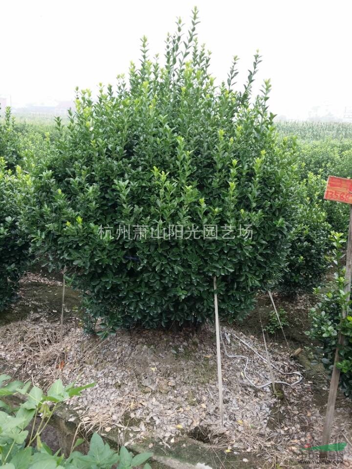 供應大葉黃楊毛球及各規(guī)格球類 以及大葉黃楊柱形苗