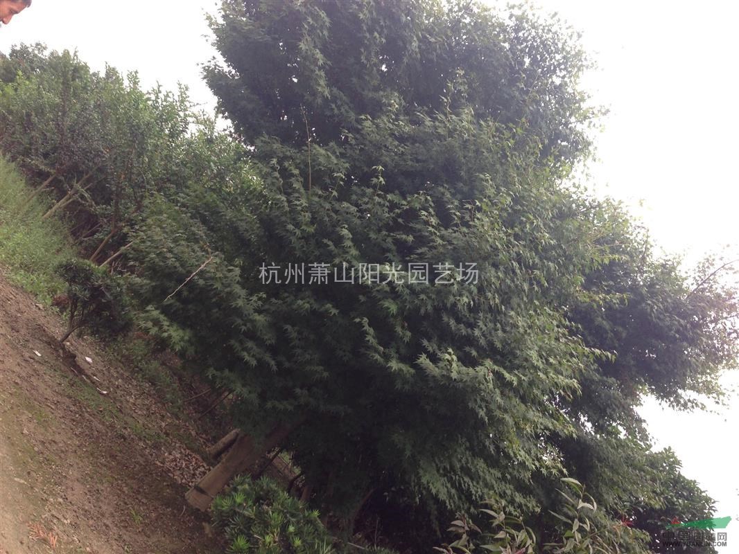供應2-30公分雞爪槭  精品苗