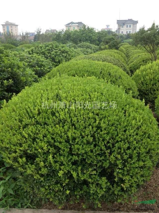 供應大小瓜子黃楊球 精品苗