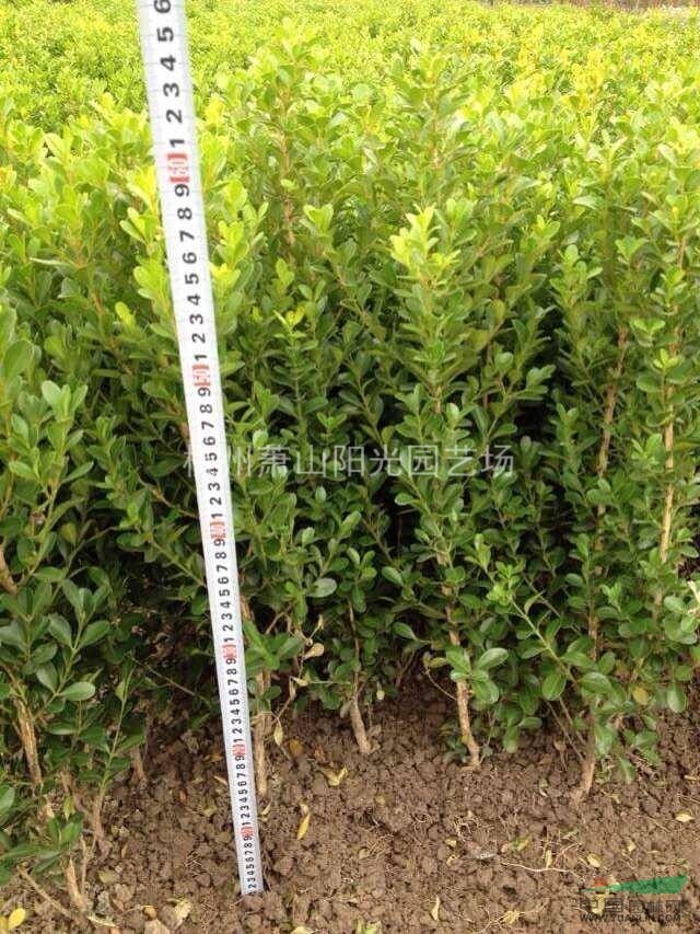 供應瓜子黃楊色塊苗及小毛球