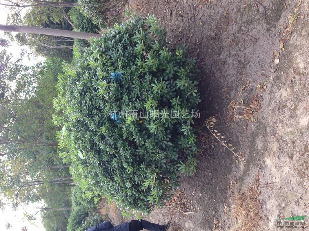 供應(yīng)各規(guī)格海桐球   精品苗