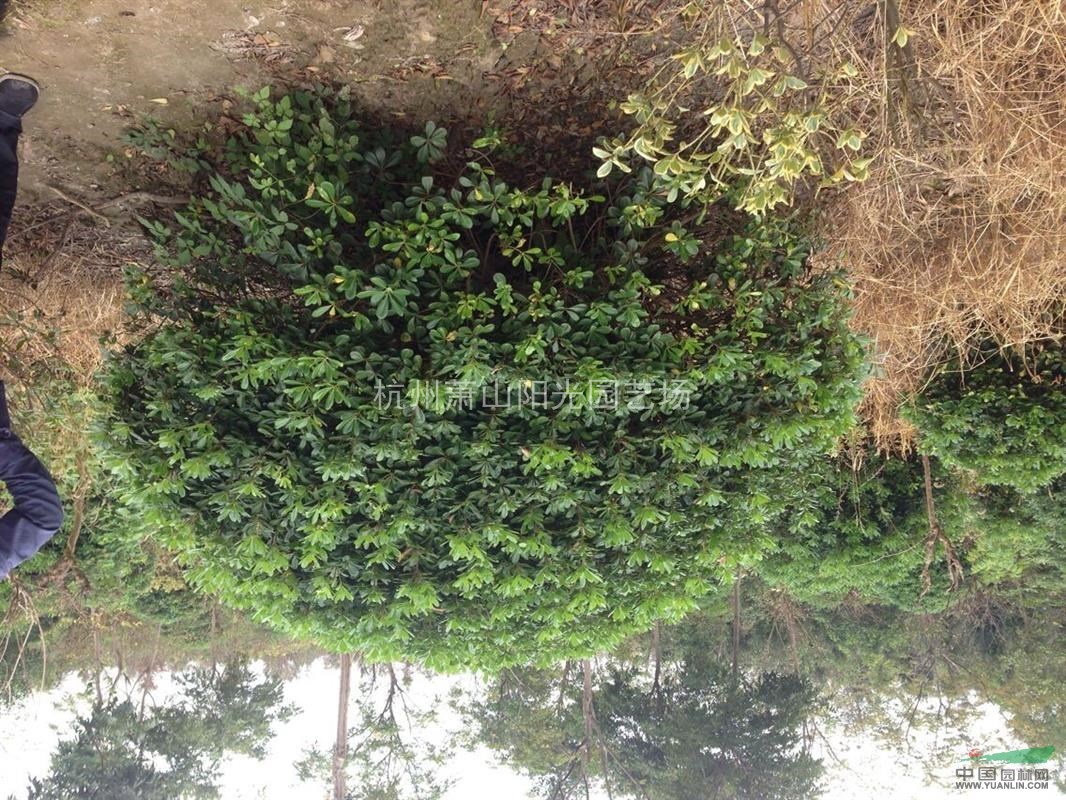 供應(yīng)各規(guī)格海桐球   精品苗
