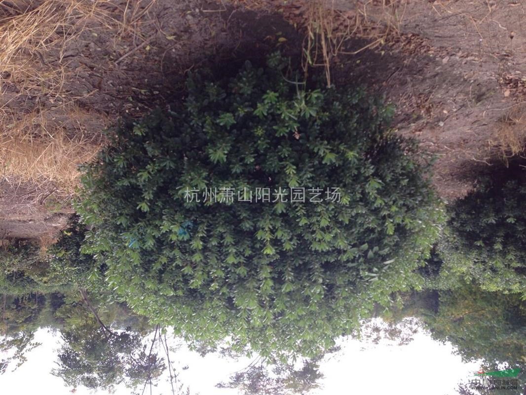 供應(yīng)各規(guī)格海桐球   精品苗