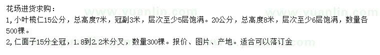 求購15公分細(xì)葉欖仁、仁面