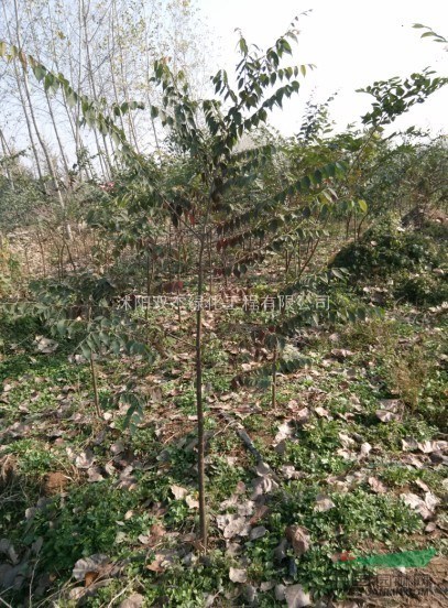 櫸樹.木槿.意楊.紅楓,百日紅.國槐.法桐.垂柳.合