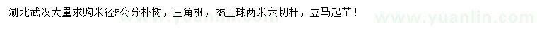 求購(gòu)米徑5公分樸樹(shù)、三角楓