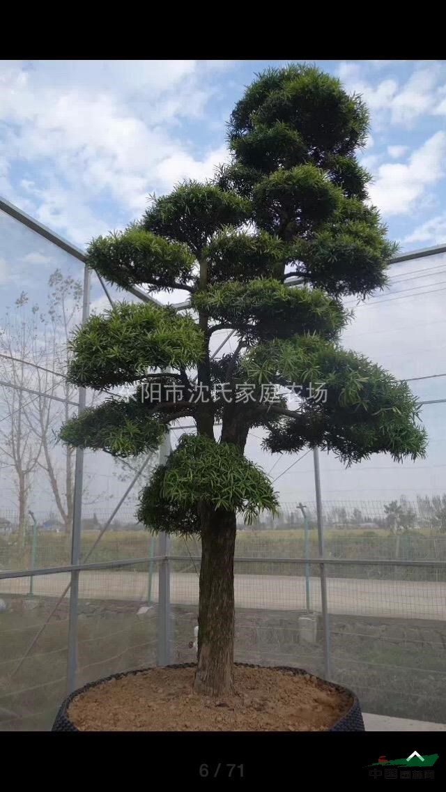 可供20-50精品日本羅漢松