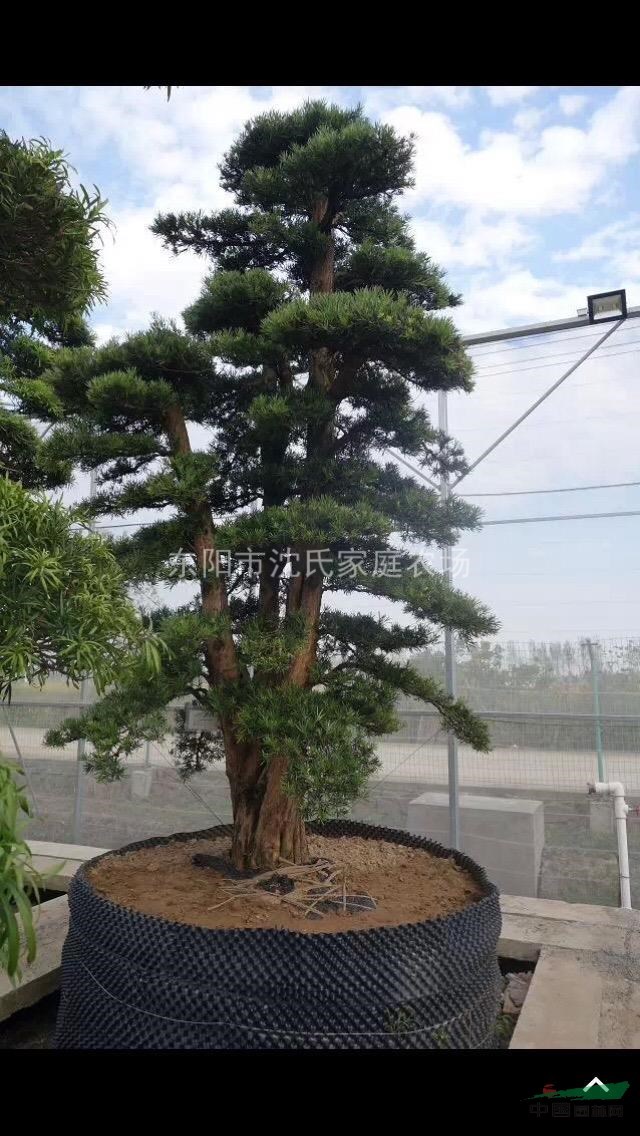 可供20-50精品日本羅漢松