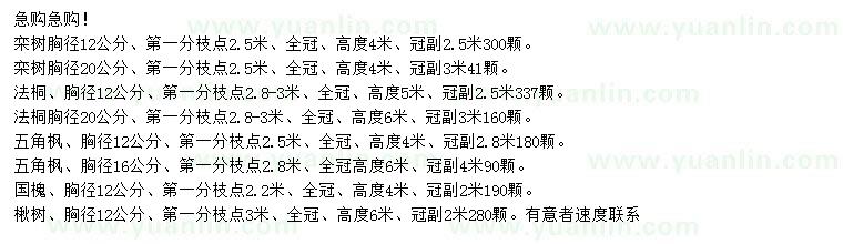 求購(gòu)欒樹(shù)、法桐、五角楓等