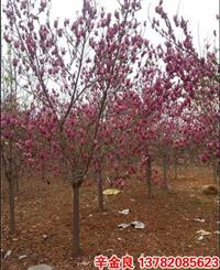 河南南陽(yáng)玉蘭、紅玉蘭、白玉蘭、紫玉蘭、二喬玉蘭