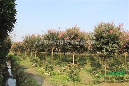 供應紫薇 成都紅花紫薇 紫薇照片 紫薇工程苗 