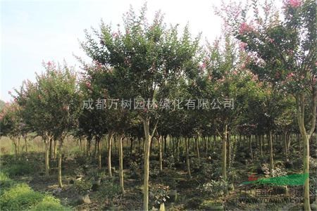 供應紫薇 成都紅花紫薇 紫薇照片 紫薇工程苗 