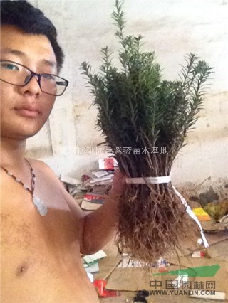 曼地亞紅豆杉苗
