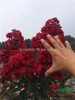 曼地亞紅豆杉苗