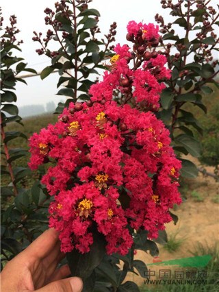 曼地亞紅豆杉小苗|曼地亞紅豆杉苗|曼地亞紅豆杉1年苗