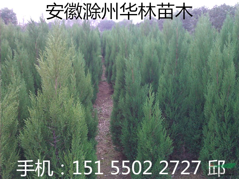 安徽蜀檜 塔柏 蜀儈 蜀快 蜀塊 小苗 高速公路道路綠化用苗