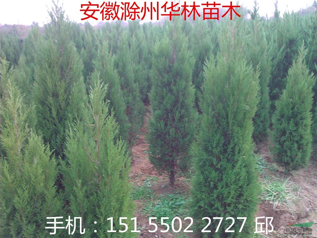 安徽蜀檜 塔柏 蜀儈 蜀快 蜀塊 小苗 高速公路道路綠化用苗