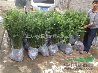 南方紅豆杉杯苗