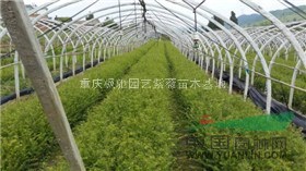 南方紅豆杉杯苗
