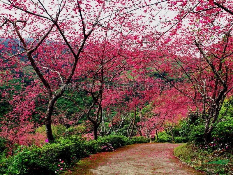 臺(tái)灣山櫻花，臺(tái)灣山櫻花價(jià)格，臺(tái)灣櫻花