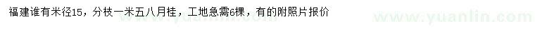 求購米徑15公分八月桂