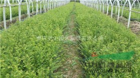 貴州紅豆杉，重慶曼地亞紅豆杉，南方紅豆杉小苗