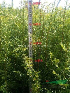 貴州紅豆杉，重慶曼地亞紅豆杉，南方紅豆杉小苗