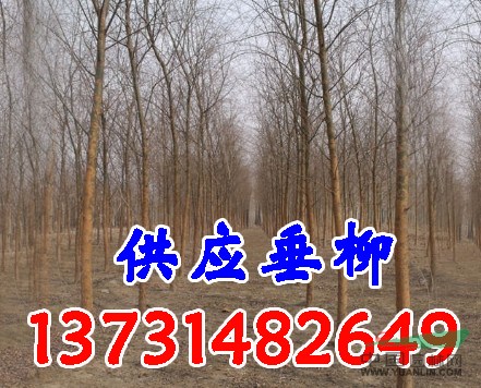 4公分垂柳-4公分青皮垂柳-4公分垂柳價(jià)格-哪里有4公分垂柳