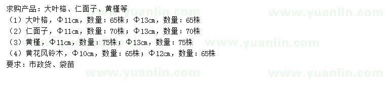 求購大葉榕、仁面子、黃槿等