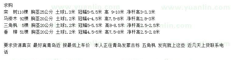 求購欒樹、馬褂木、三角楓等