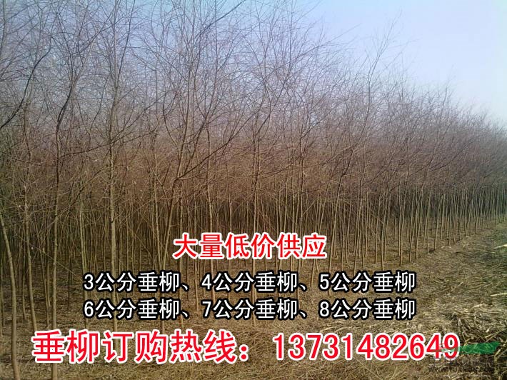 供應(yīng)4公分青皮垂柳-4公分青皮垂柳價(jià)格-河北青皮垂柳