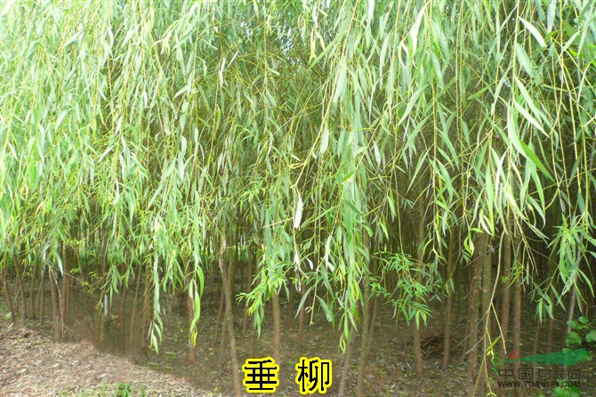 供應(yīng)4公分青皮垂柳-4公分青皮垂柳價(jià)格-河北青皮垂柳