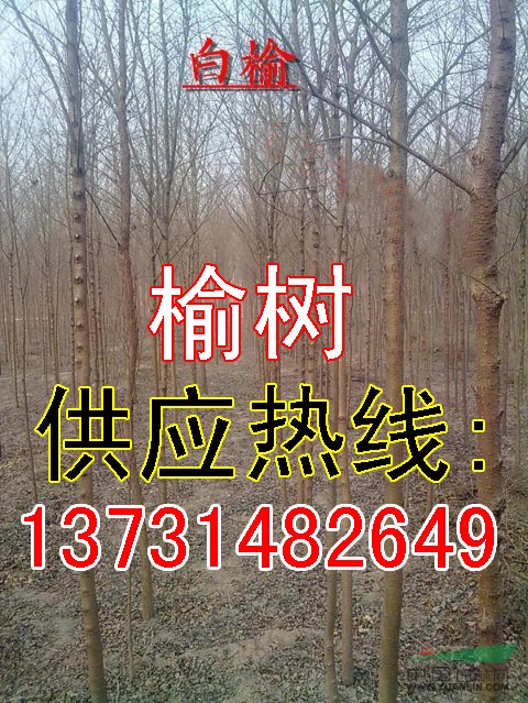 供應(yīng)2公分榆樹-供應(yīng)3公分榆樹-供應(yīng)4公分榆樹-榆樹價(jià)格